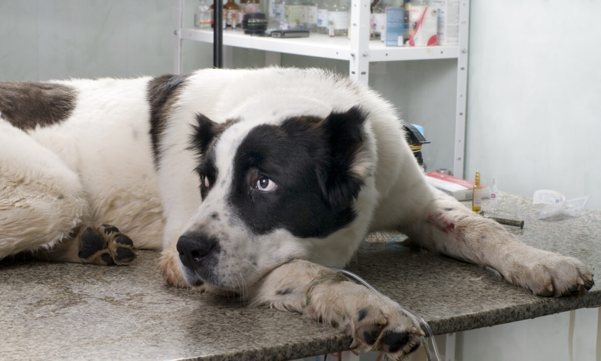 Niepożądane reakcje na pokarm.