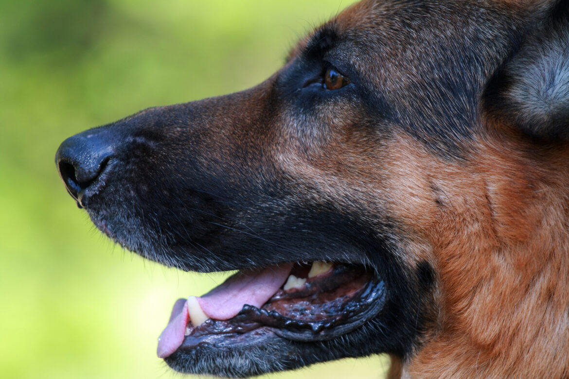 Wielki pies kocha małą dziewczynkę