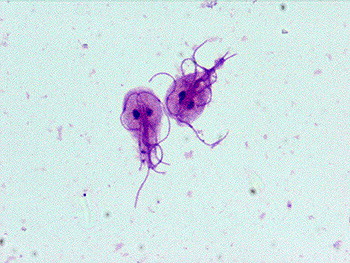 baktéria giardia u psa paraziták eróziója
