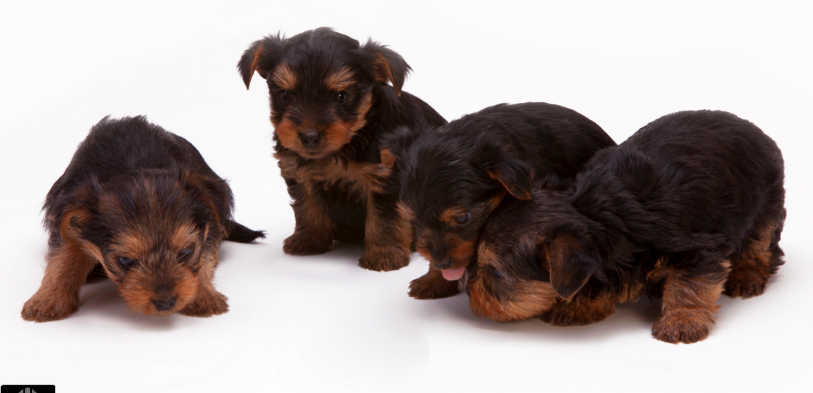 Zapraszamy na IV KONGRES WETERYNARYJNEJ  MEDYCYNY BEHAWIORALNEJ