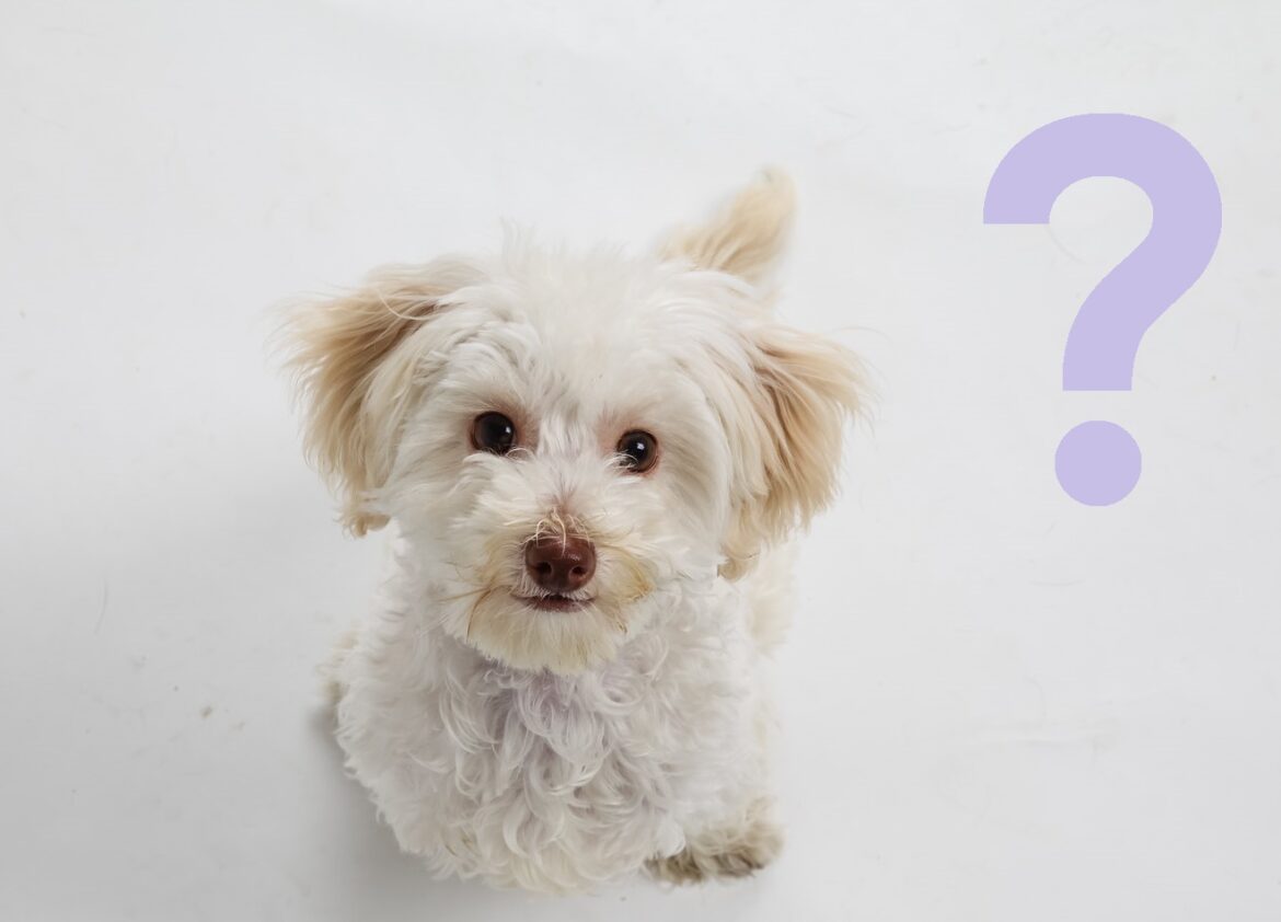 Czym się zajmuje medycyna behawioralna psów