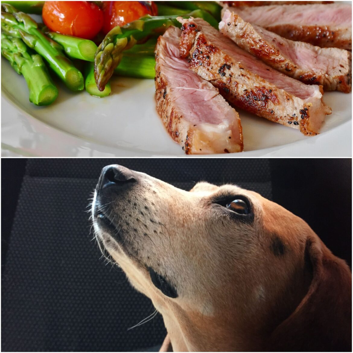 Slow food u psów i kotów – na czym polega i czy ma sens?